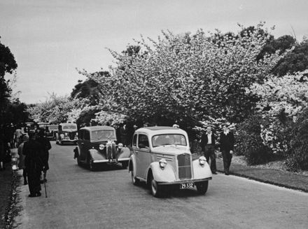 Cherry Blossom, Victoria Esplanade