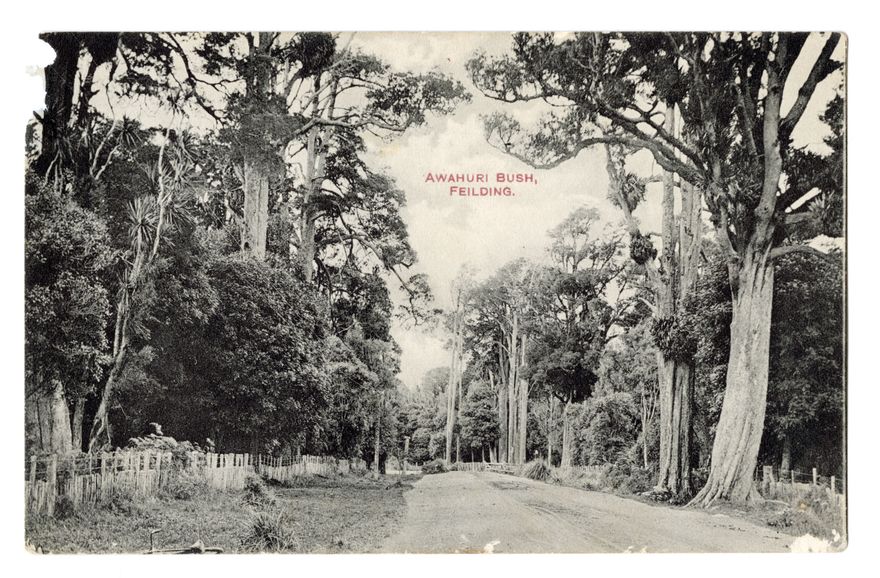 Postcard - Awahuri Bush, Feilding