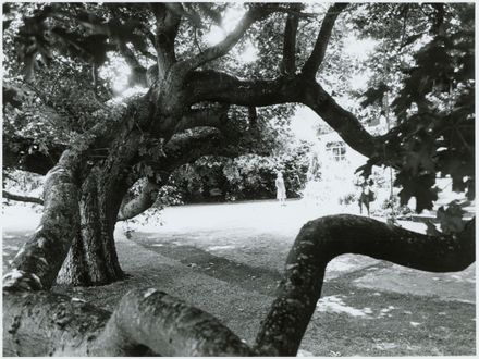 Scarlet Oak, 82 Te Awe Awe Street - Resource cover image