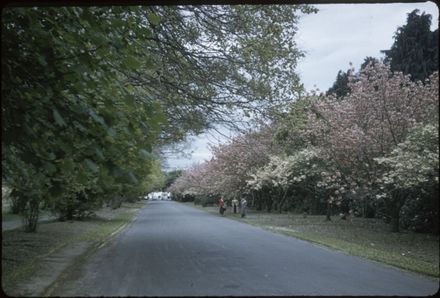 Victoria Esplanade Gardens - Cherry Trees