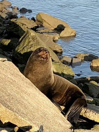 Fur seal at Foxton Beach Marina