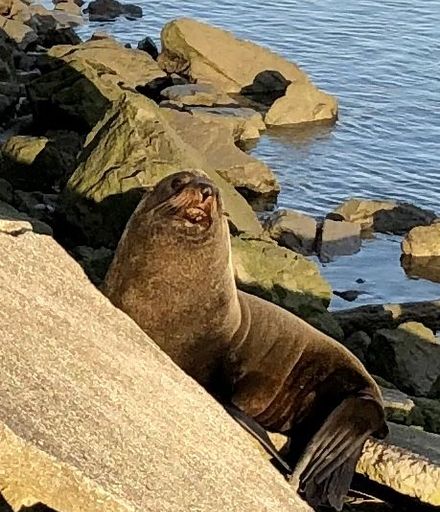 Fur seal at Foxton Beach Marina
