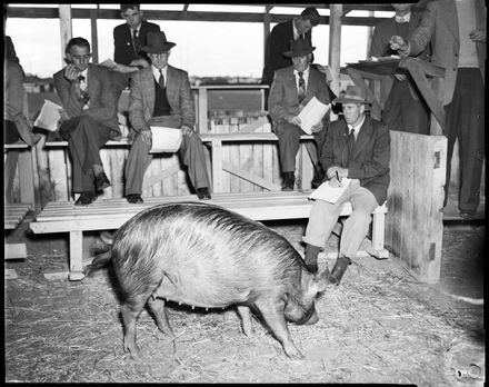 "Interest in Pig Sale"