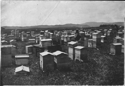 Hobbs brothers' apiary