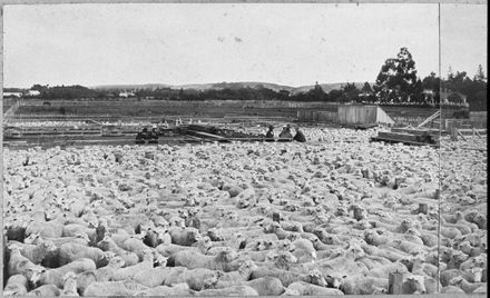 Feilding Saleyards