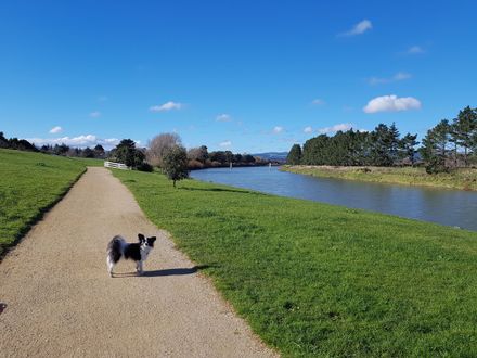 Olive standing by Manawatū River