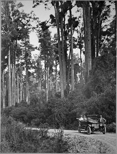 Driving through Totara Reserve, Pohangina