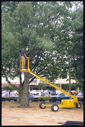 Trimming trees in The Square