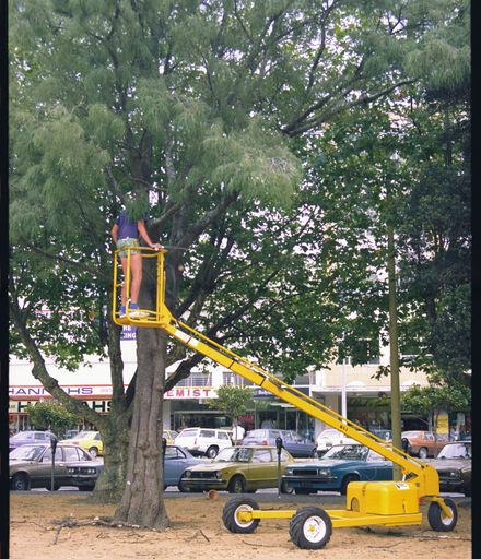 Trimming trees in The Square