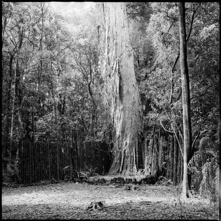"Giant Totara"