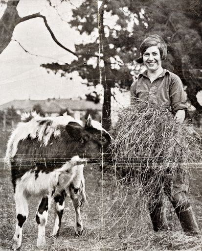Woman feeding a cow