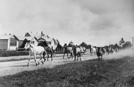 Pack of horses on Featherston Street - Resource cover image