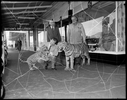 "Interest in Window Display Material" Tigers