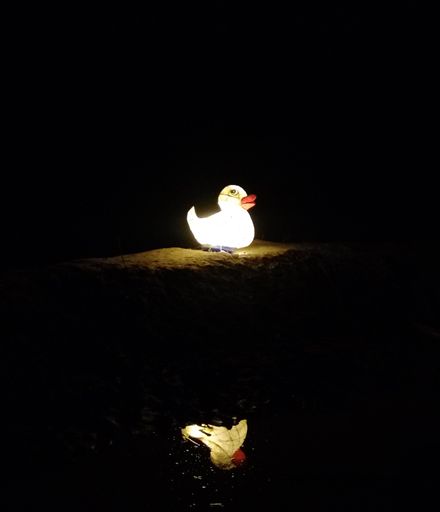 Glowing duck