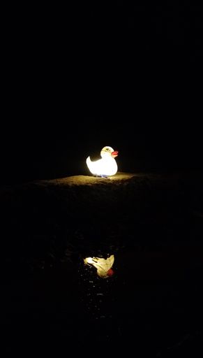 Glowing duck