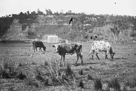 Cows grazing on Rifle Range, Hokowhitu