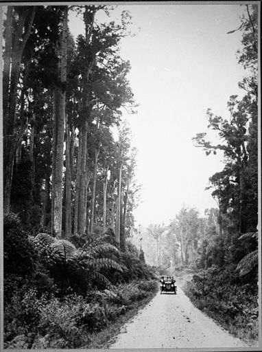 Totara Reserve, Pohangina Valley