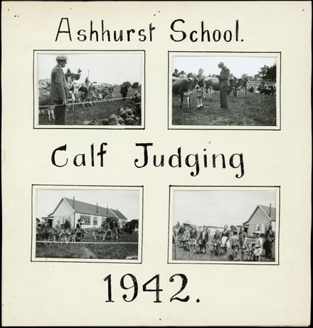 Ashhurst School, Calf Judging