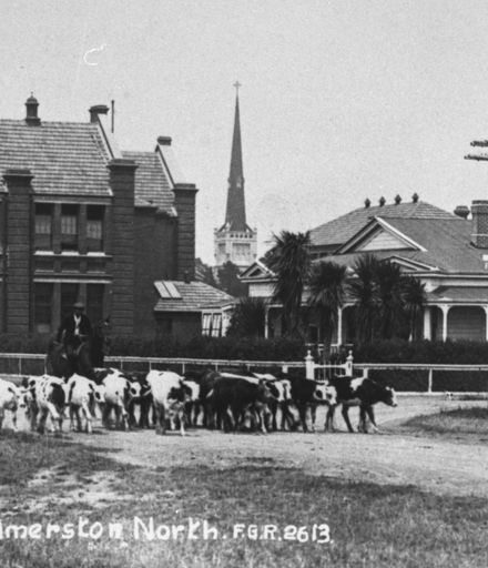 Cattle being driven past Palmerston North Technical High School