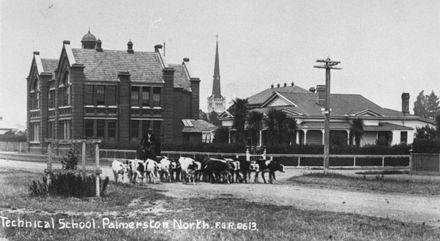 Cattle being driven past Palmerston North Technical High School