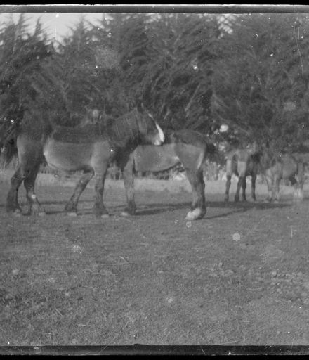 Horses in Paddock