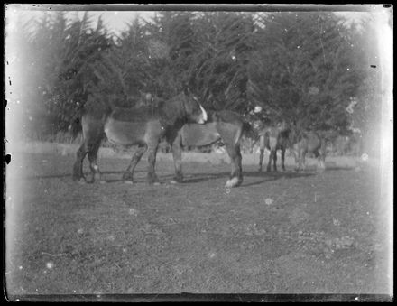 Horses in Paddock