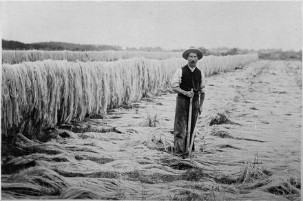 Darcy Knewstubb clipping the tails of hanks of dried fibre