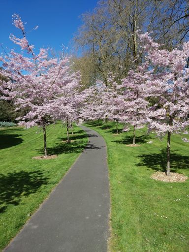 "Simply Natural!" Cherry Blossoms at Massey University