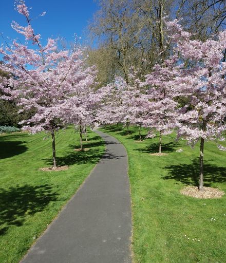 "Simply Natural!" Cherry Blossoms at Massey University