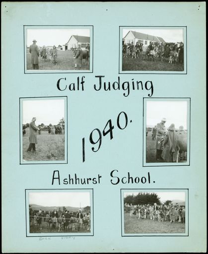 Ashhurst School, Calf Judging