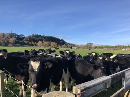 "Curiosity" - Cows at Massey/Turitea