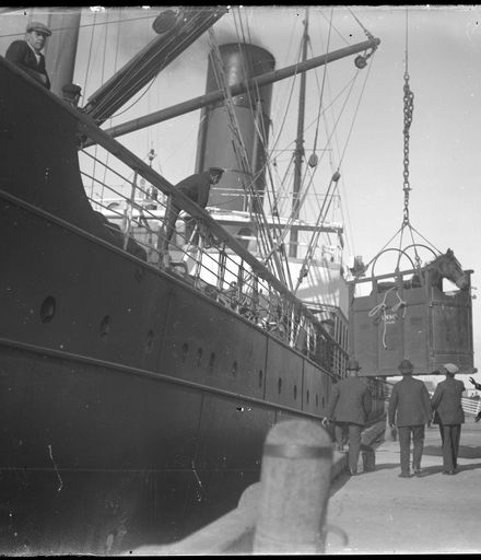 Horse Being Loaded onto Steamer Ship