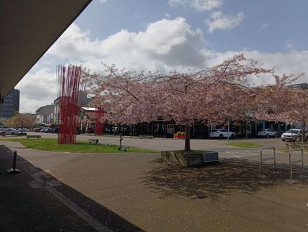 Cuba Street and George Street Intersection - Resource cover image