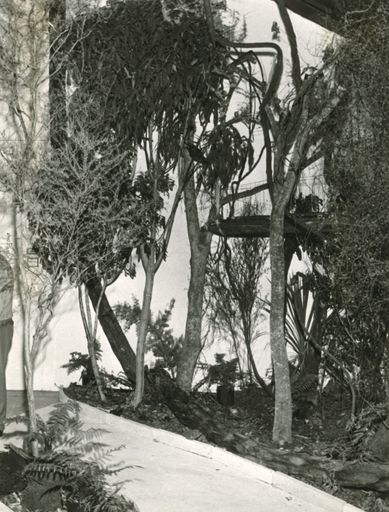 Forest reconstruction at Manawatu Museum, Church Street - Resource cover image