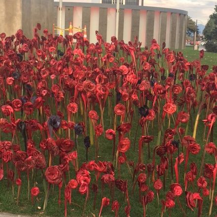 Flax Poppies - ANZAC Day 2016