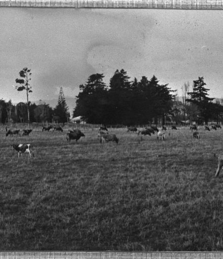 Jersey herd grazing, Whakarongo