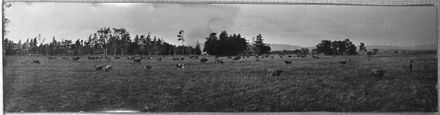Jersey herd grazing, Whakarongo