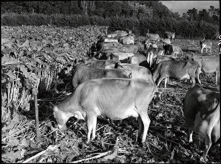 Cows in Field