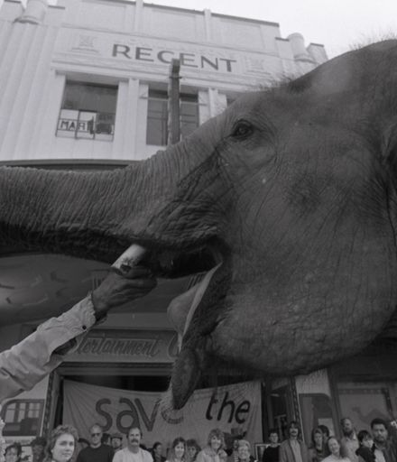 "Elephant Weighs in for Regent"