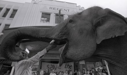 "Elephant Weighs in for Regent"