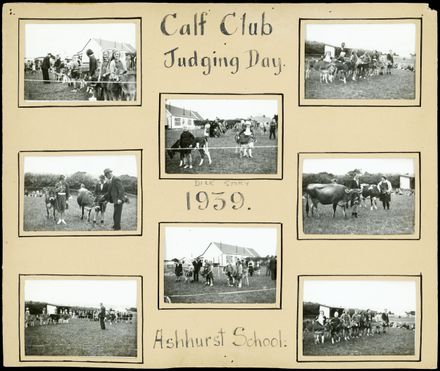 Ashhurst School, Calf Club Judging Day