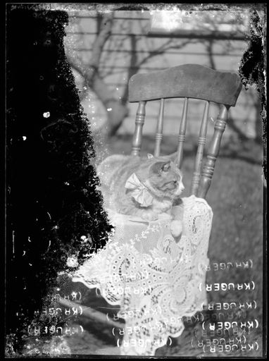 Cat with Bow on a Chair - Resource cover image
