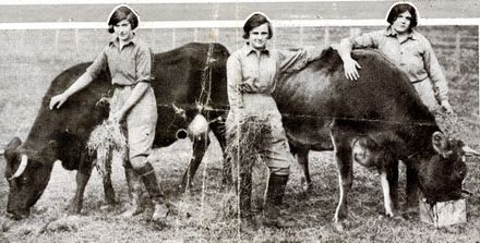 Women feeding cows