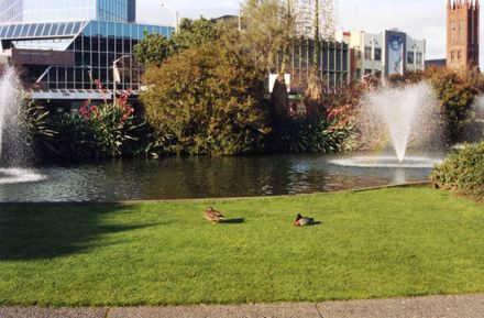 Ducks at Butterfly Lakelet