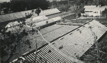 Manawatu Vineries glass houses, College Street