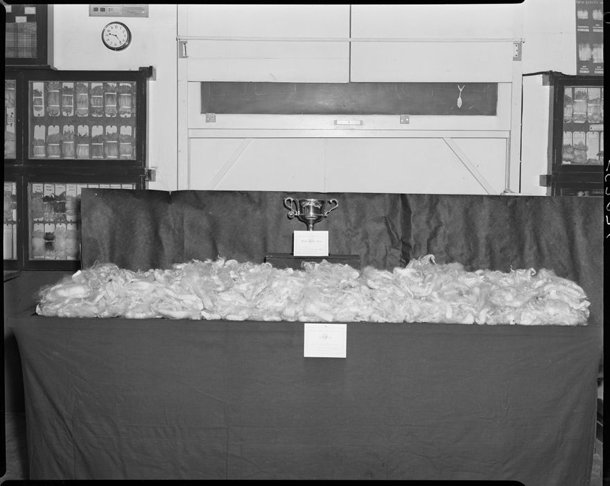 Massey Wool Room - 2016N_ElmarB3_012819