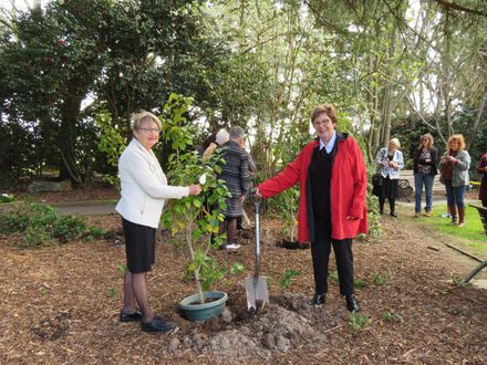 Robyn Tillman and Blanche Lauridson, helping to plant a "Kate Sheppard" camellia to mark Sufffrage 125