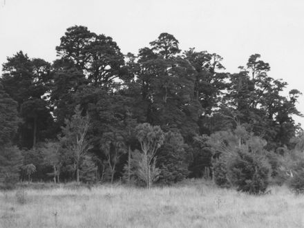 Totara Reserve, Pohangina