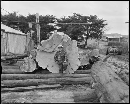 "Enormous Macrocarpa Log at Tiritea Mill"