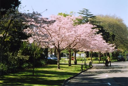 The Esplande - Cherry Blossom
